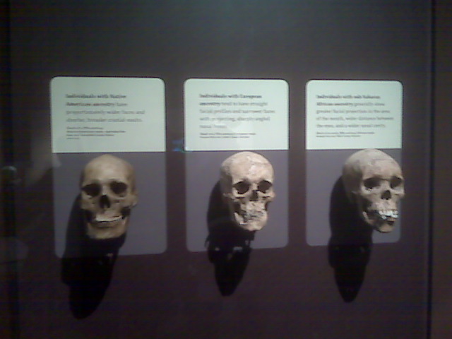 Fuzzy shot of three skulls in a museum display