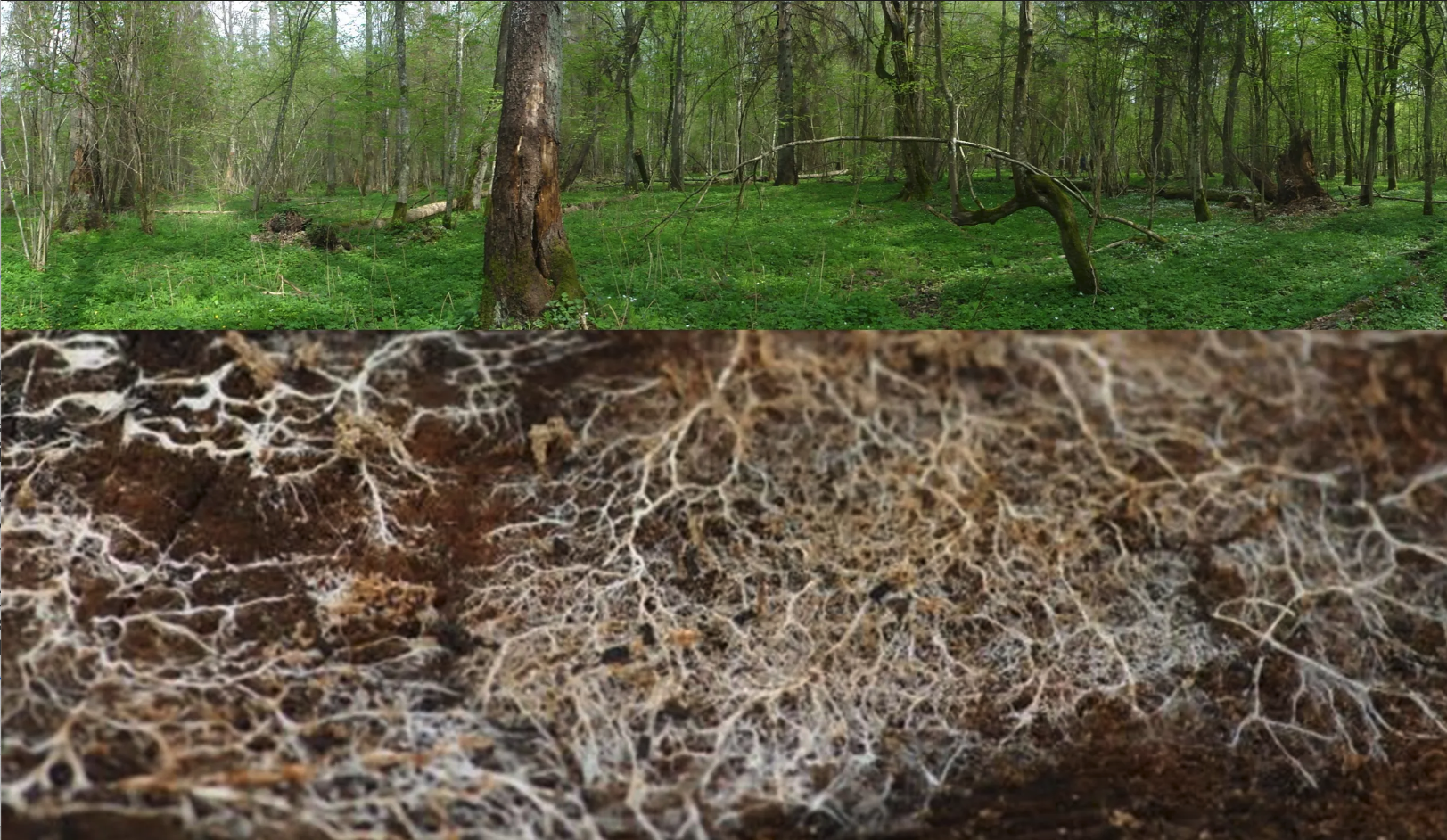 An image cut horizontally. Above ground there are trees. Below ground there is a dense interconnected network of white fungi and tree roots.